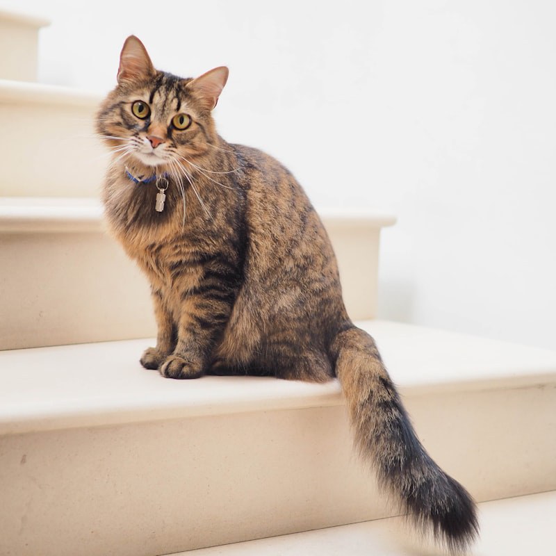 猫咪逗猫棒套装