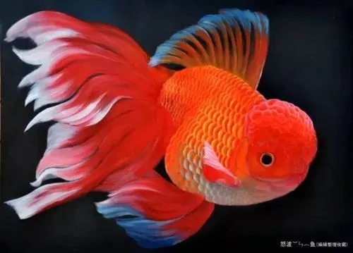 百度